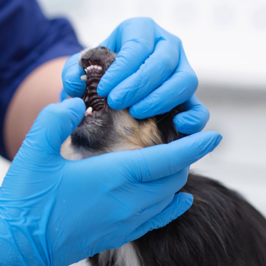 Dog Dentist in Laguna Woods