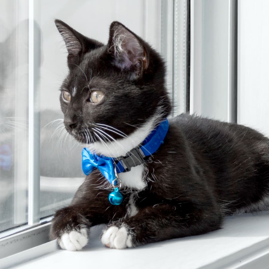 Veterinary Wellness Exams in Laguna Woods