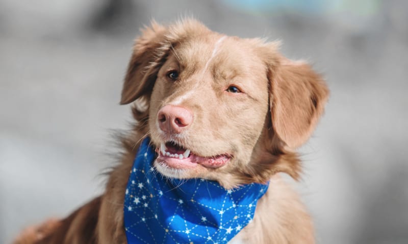 Laguna Hills Animal Hospital