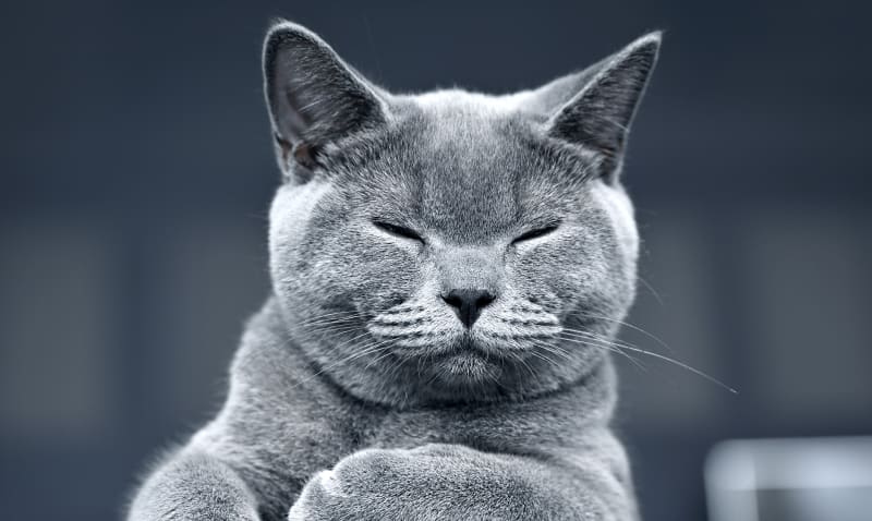 Laguna Hills Animal Hospital