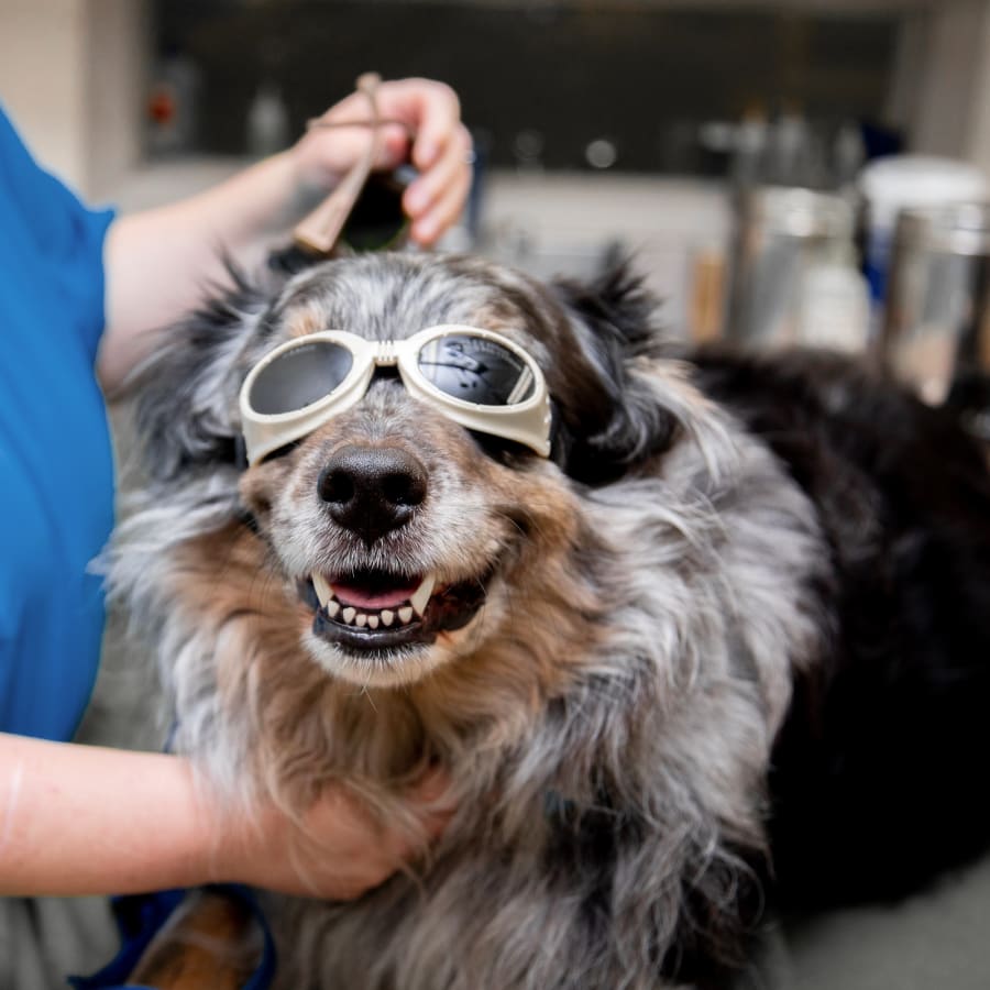 Cold Laser Therapy for Dogs & Cats in Laguna Woods 
