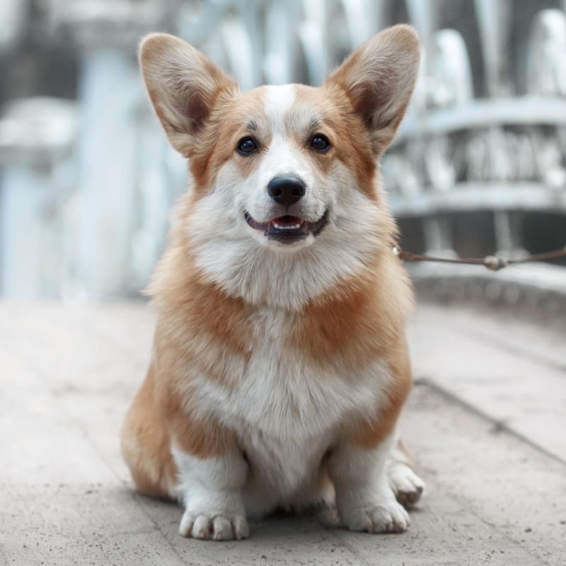 TPLO Surgeries for Dogs